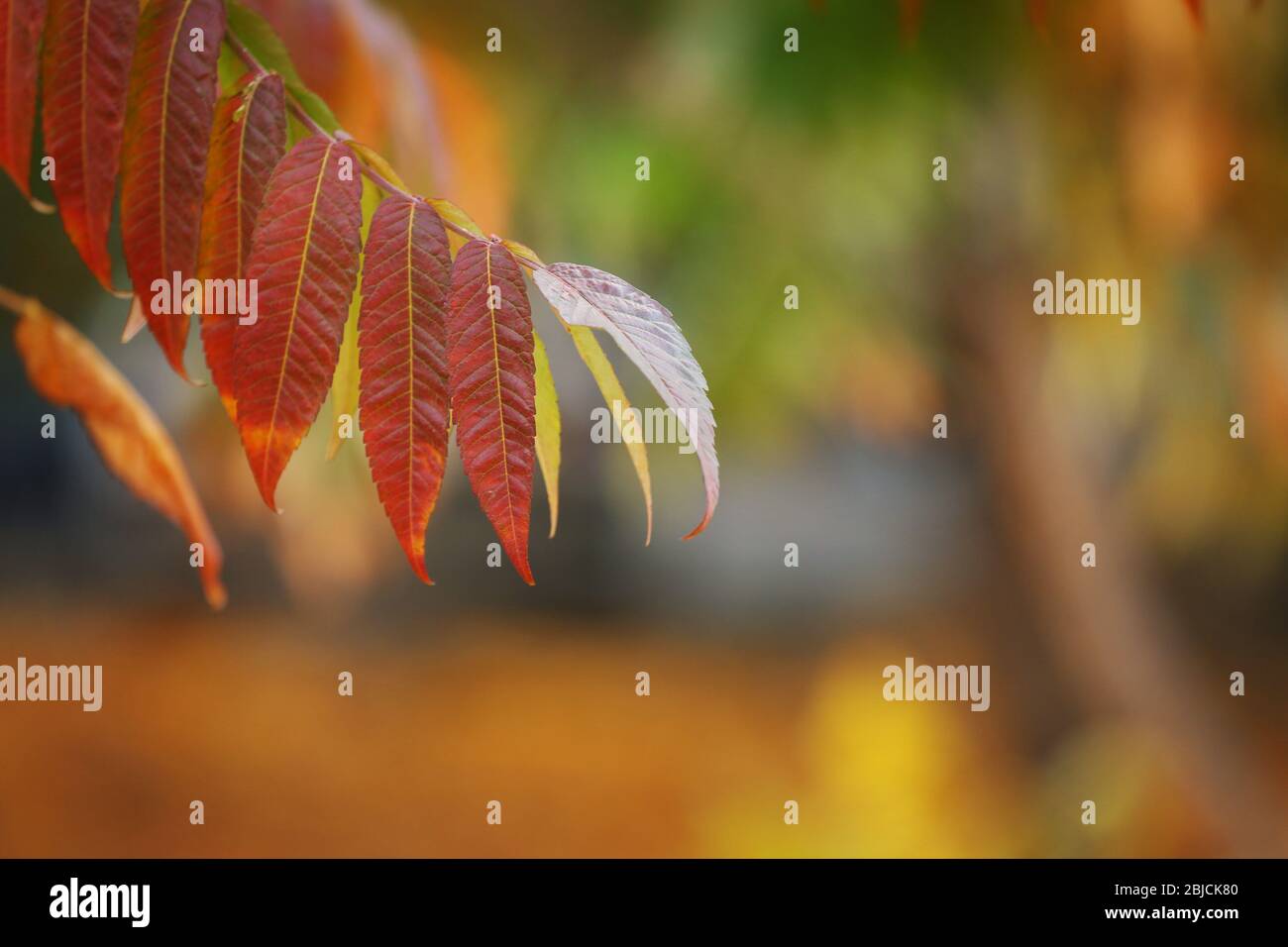 Autumn leaves park, close up Stock Photo - Alamy
