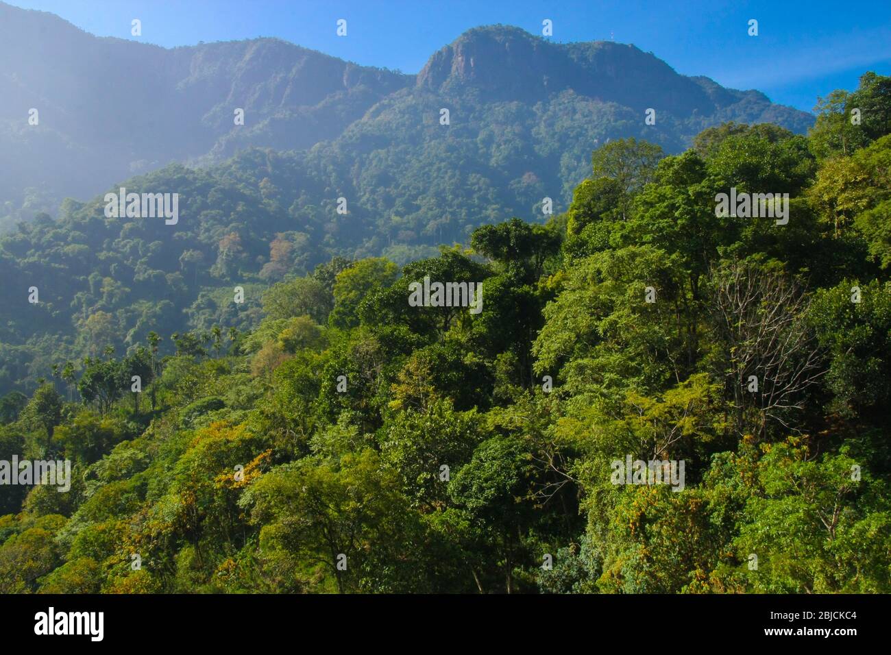 Scenic view of mountainous jungle in Coonoor (Tamil Nadu, India) Stock Photo