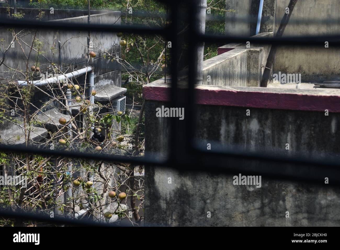 Two Crows Mating In Their Nest Stock Photo - Alamy