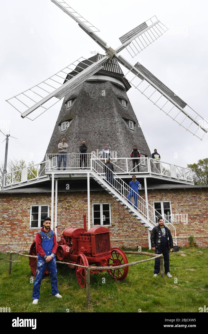 Stralsund, Germany. 29th Apr, 2020. Syrian immigrants have restored the last historic windmill in Stralsund, the Mahnkesche Mill, to its former glory. The dilapidated earth dutch mill from the second half of the 18th century was demolished in 2006 at its original location near the Rügenbrücke bridge and later rebuilt true to the original in the Stralsund Zoo. After nine years as an exhibition space, various beautification works were now due. A total of ten Syrians helped with the implementation for four weeks. Credit: Stefan Sauer/dpa/Alamy Live News Stock Photo