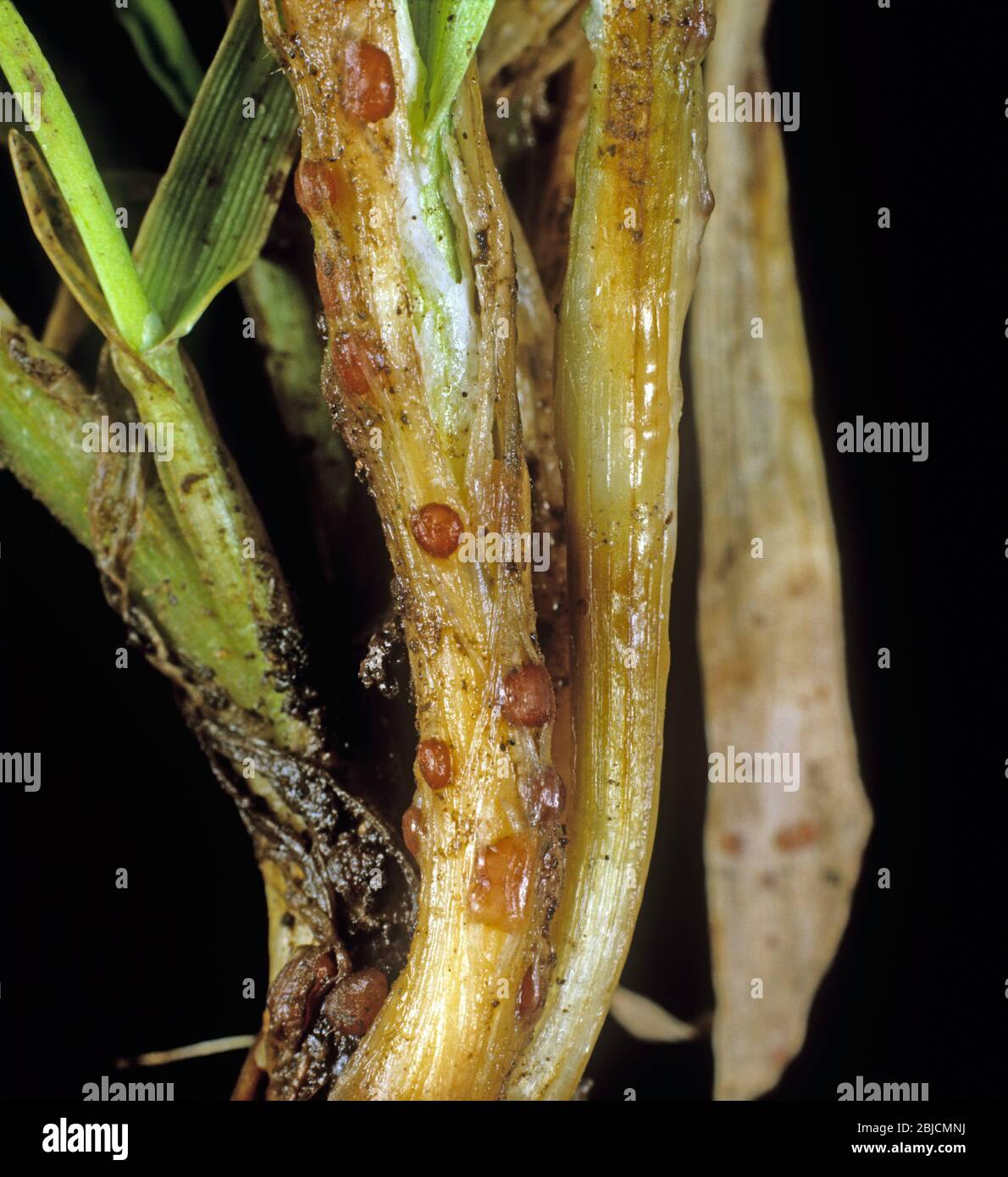 Speckled or grey snow mould (Typhula incarnata) sclerotia on the stem base of young crop barley plants, Scotland, January Stock Photo