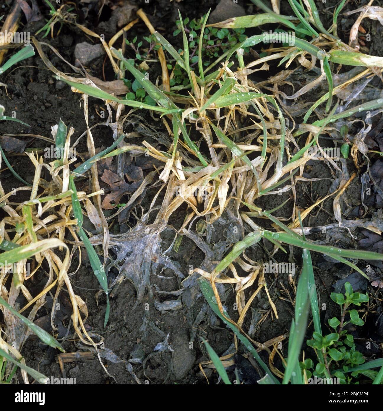 Speckled or grey snow mould or snow rot (Typhula incarnata) damage to young barley crop in winter, Scotland, January Stock Photo
