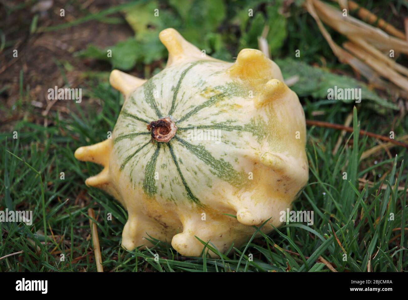 Crown of thorns gourd squash variety of Cucurbita pepo, with grass and