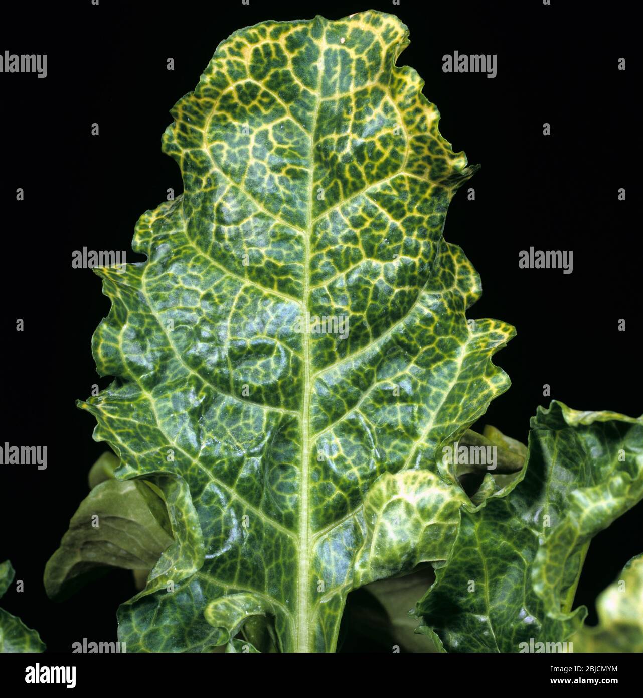 Beet necrotic yellow vein virus (BNYVV) or rhizomania mosaic symptoms on sugar beet leaves, Greece Stock Photo