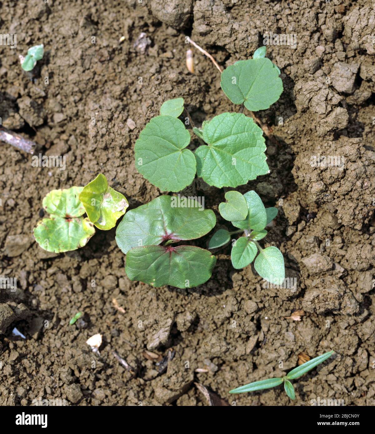 Various broad-leaved weeds in a very young seedling cotton crop just emerging, Greece Stock Photo