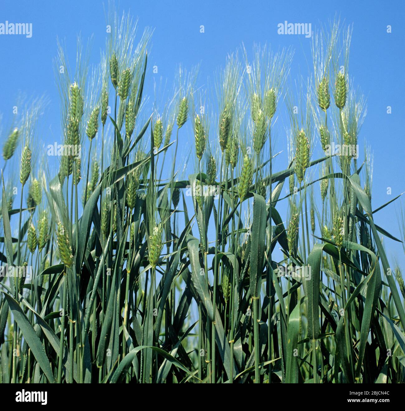 Club wheat (Triticum aestivum compactum) crop  in ear against a blue sky, Greece Stock Photo