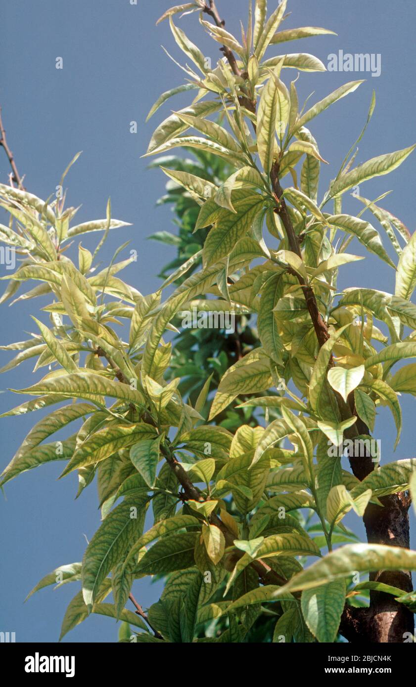 Interveinal chlorosis, dark green contrasting yellow chlorotic leaves caused by iron deficiency to peach leaves, Greece Stock Photo