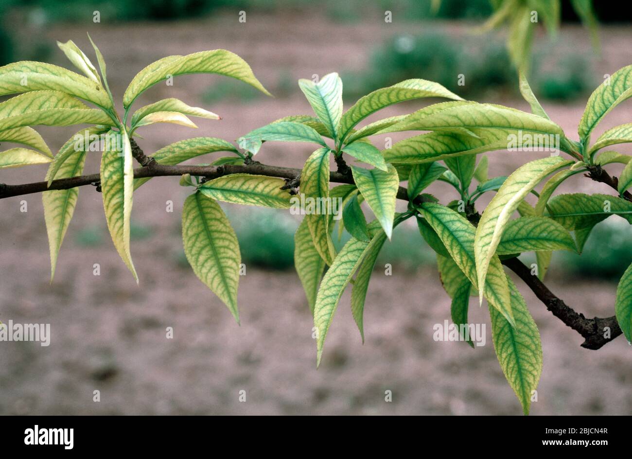 Interveinal chlorosis, dark green contrasting yellow chlorotic leaves