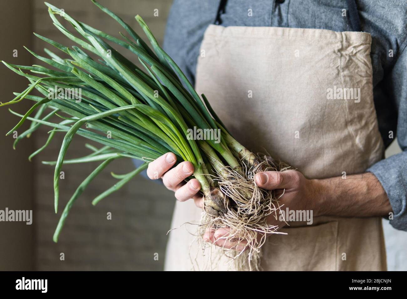 Young man in rustic apron holding a bunch of green onions. Healthy, vegetarian and organic farm food concept. Stock Photo