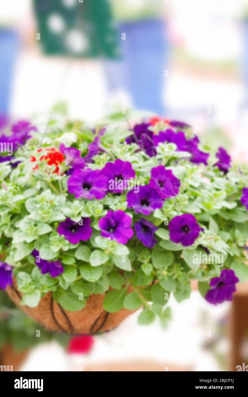 Colorful petunia flowers, Grandiflora is the most popular variety of petunia, with large single or double flowers that form mounds of colorful solid, Stock Photo