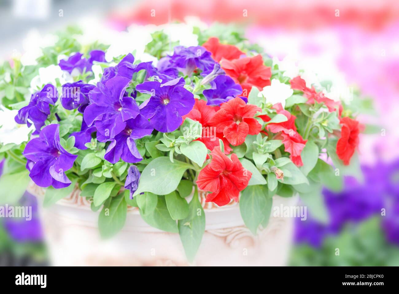 Colorful petunia flowers, Grandiflora is the most popular variety of petunia, with large single or double flowers that form mounds of colorful solid, Stock Photo