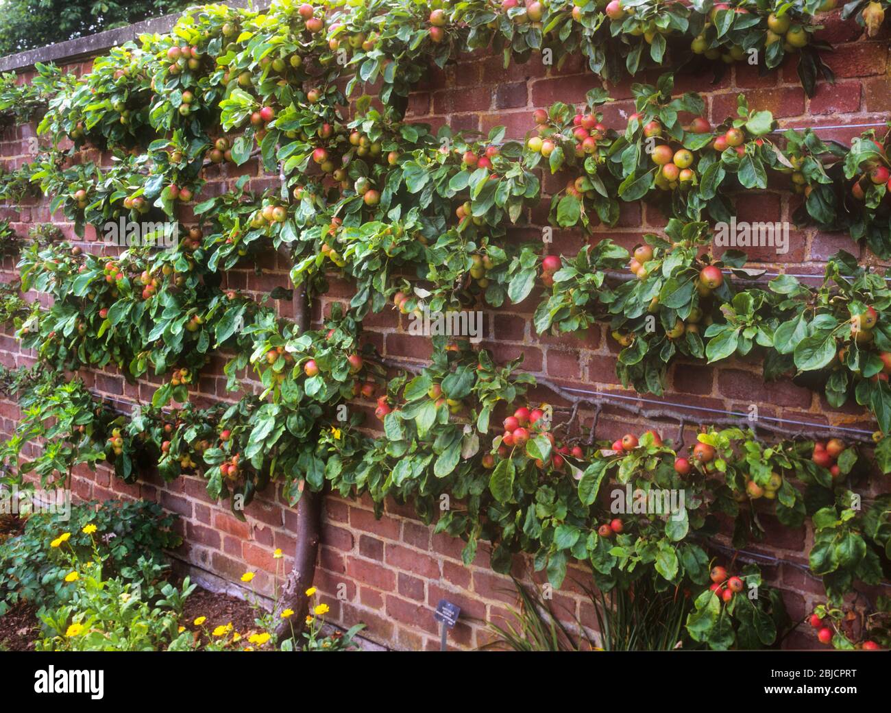Fan trained espalier hires stock photography and images Alamy