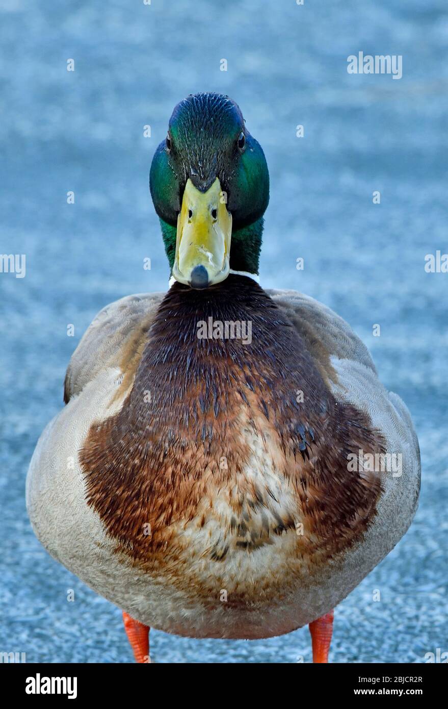 A close up image of a male mallard duck 'Anas platyrhynchos', standing on the frozen water of a beaver pond near Hinton Alberta Canada. Stock Photo