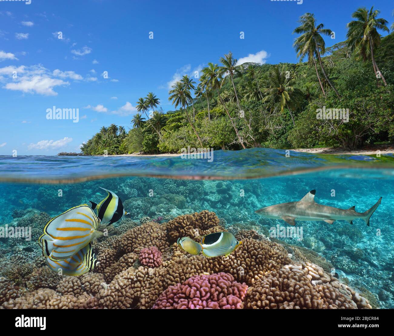 French Polynesia, coral reef with colorful fish underwater and tropical coast with green vegetation, split view over under water, Pacific ocean Stock Photo