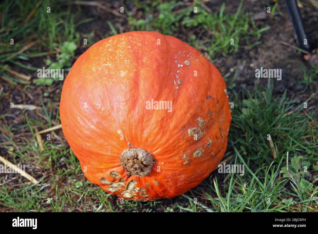 Potimarron Squash High Resolution Stock Photography And Images Alamy