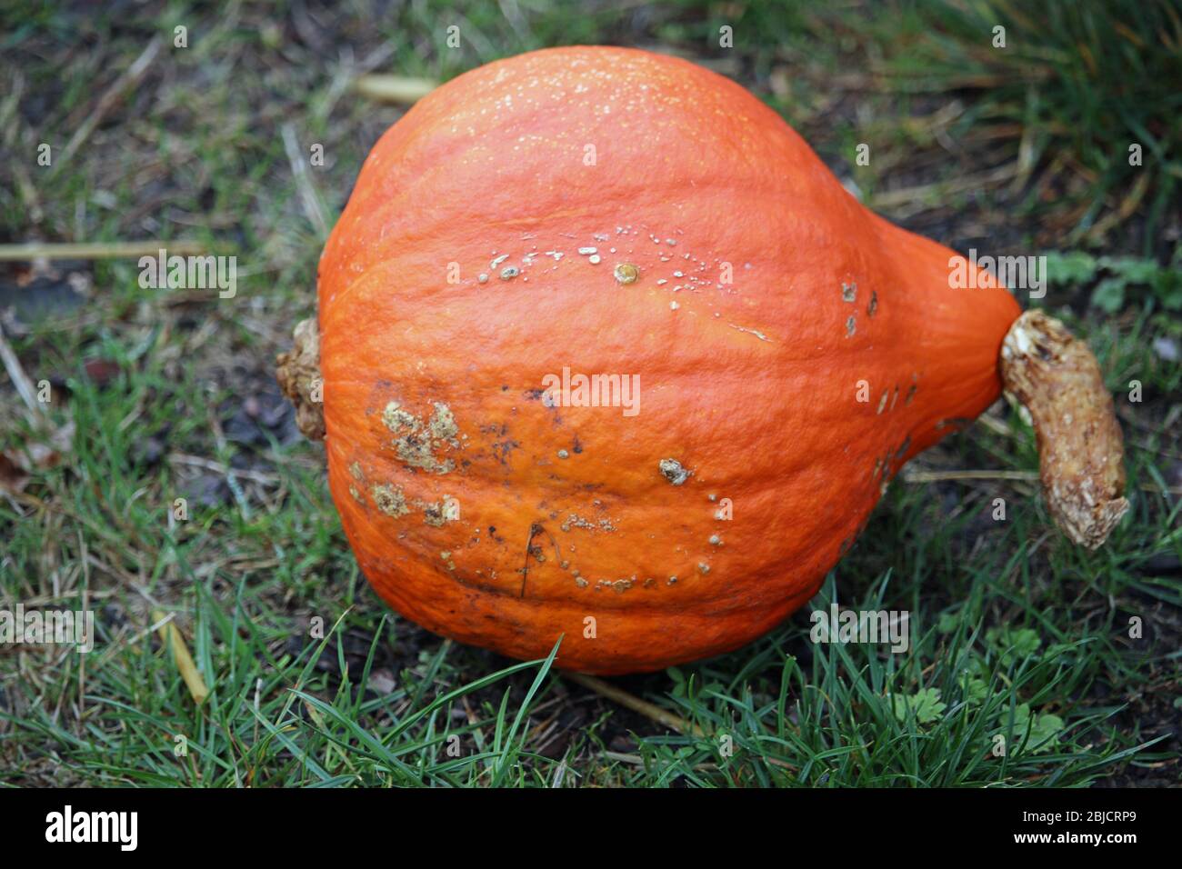 Potimarron Squash High Resolution Stock Photography And Images Alamy