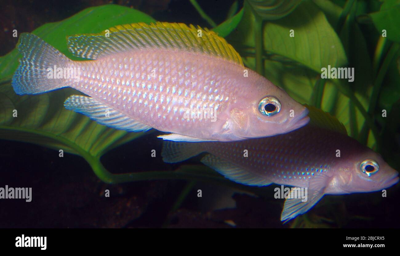 Spotted-tail cichlid, Neolamprologus caudopunctatus Stock Photo