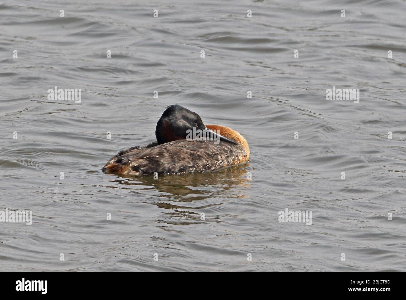 Great Grebe (Podiceps major major) adult resting on pool  Pantanos de Villa, Peru                      March Stock Photo