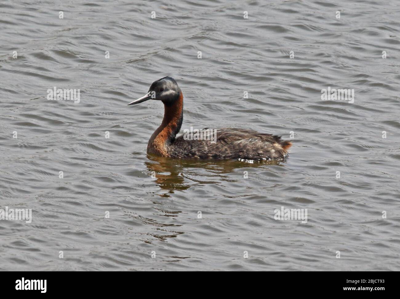 Great Grebe (Podiceps major major) adult swimming on pool  Pantanos de Villa, Peru                      March Stock Photo