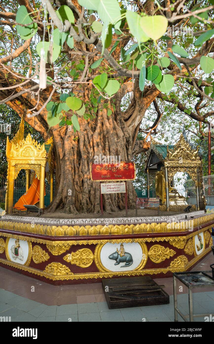Bodhi tree, Shwedagon Pagoda in Yangon, Myanmar, Asia Stock Photo Alamy