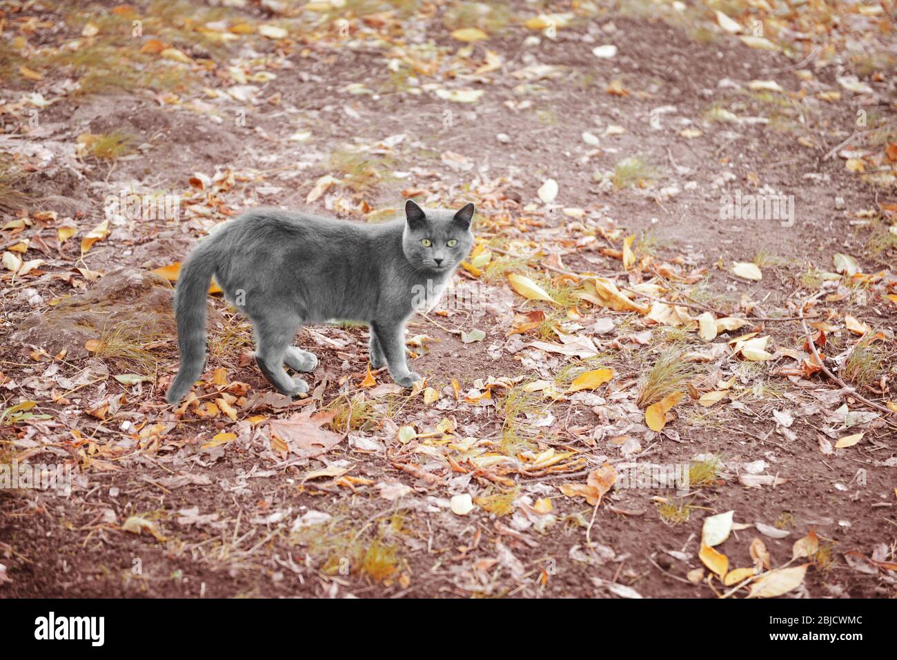 Cute cat on leaves in park Stock Photo - Alamy