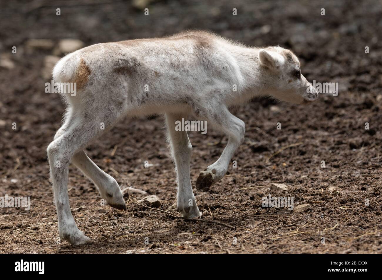 Baby reindeer hires stock photography and images Alamy