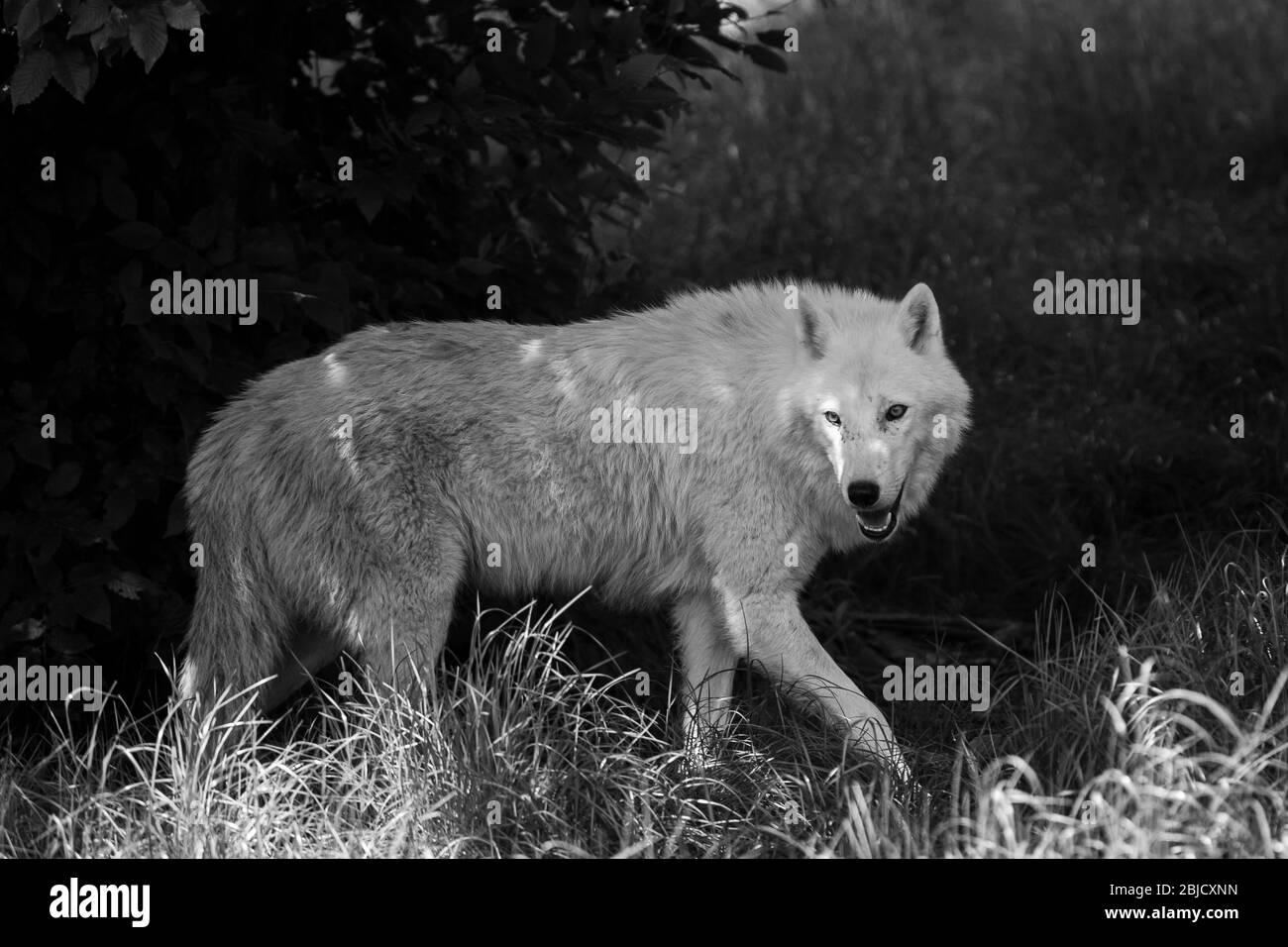 White wolf in the forest Stock Photo Alamy