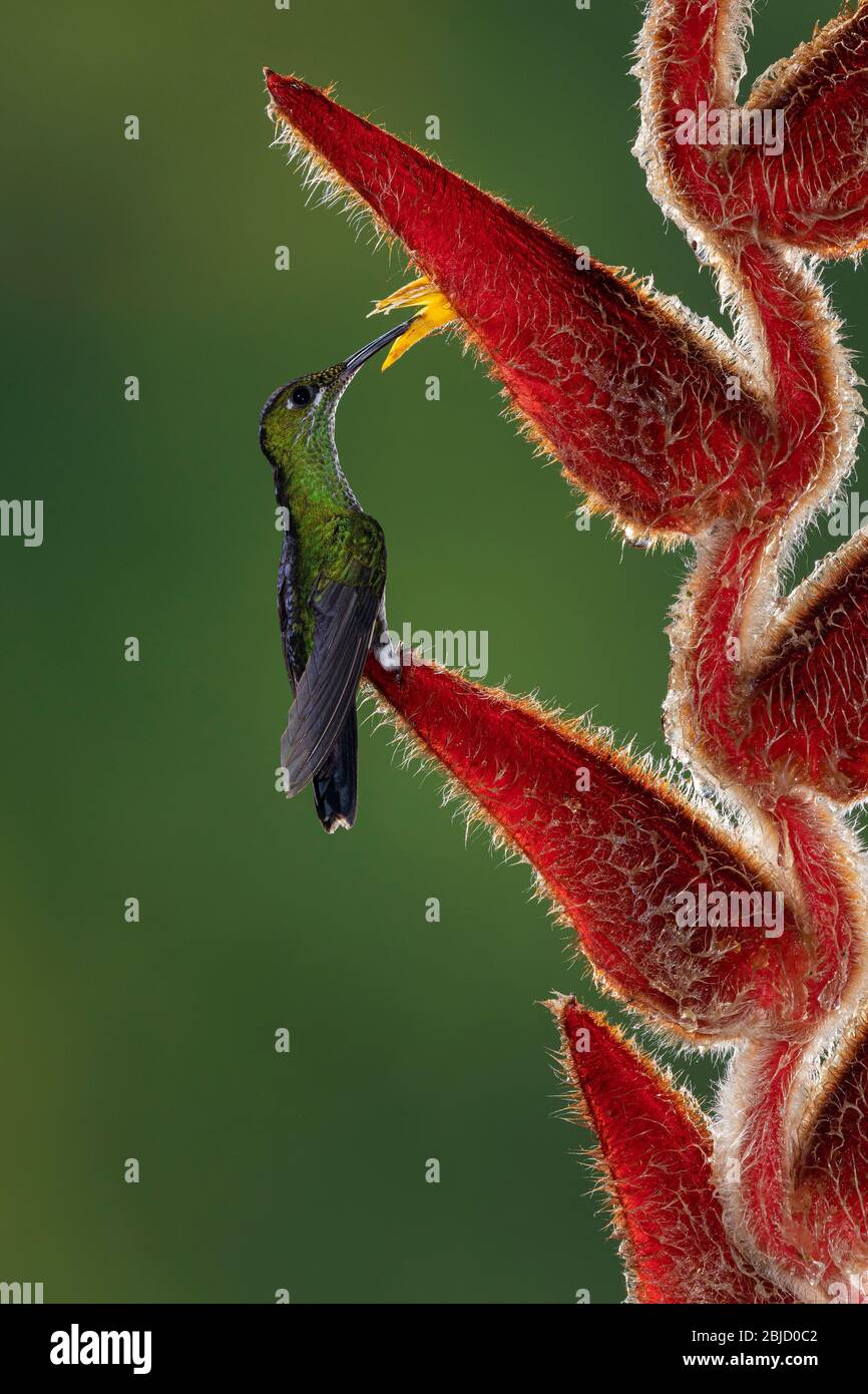 A Green-crowned Brilliant (Heliodoxa jacula) Hummingbird perched on a Heliconia in Costa Rica Stock Photo