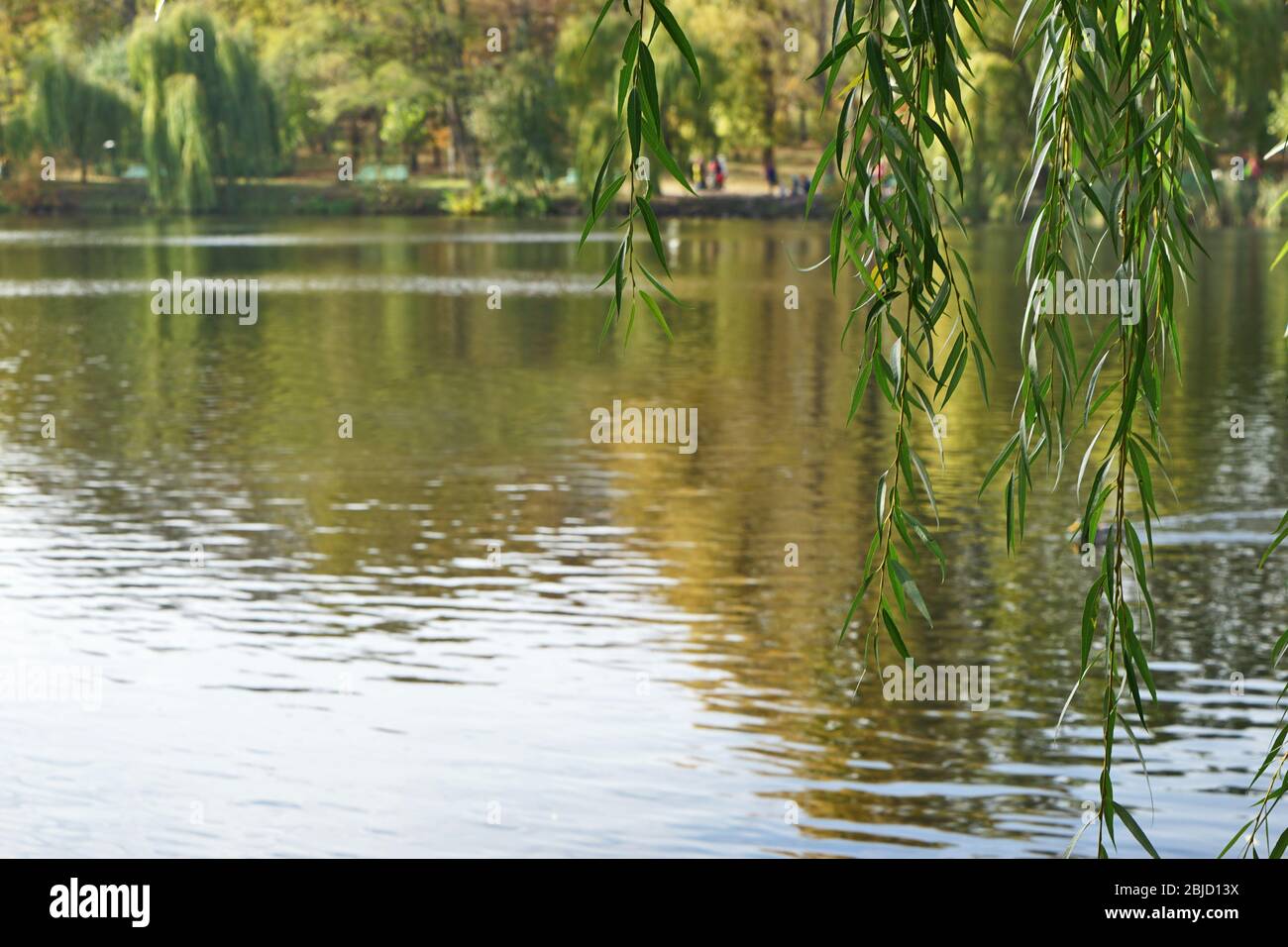 Branches of weeping willow near lake in beautiful park Stock Photo - Alamy