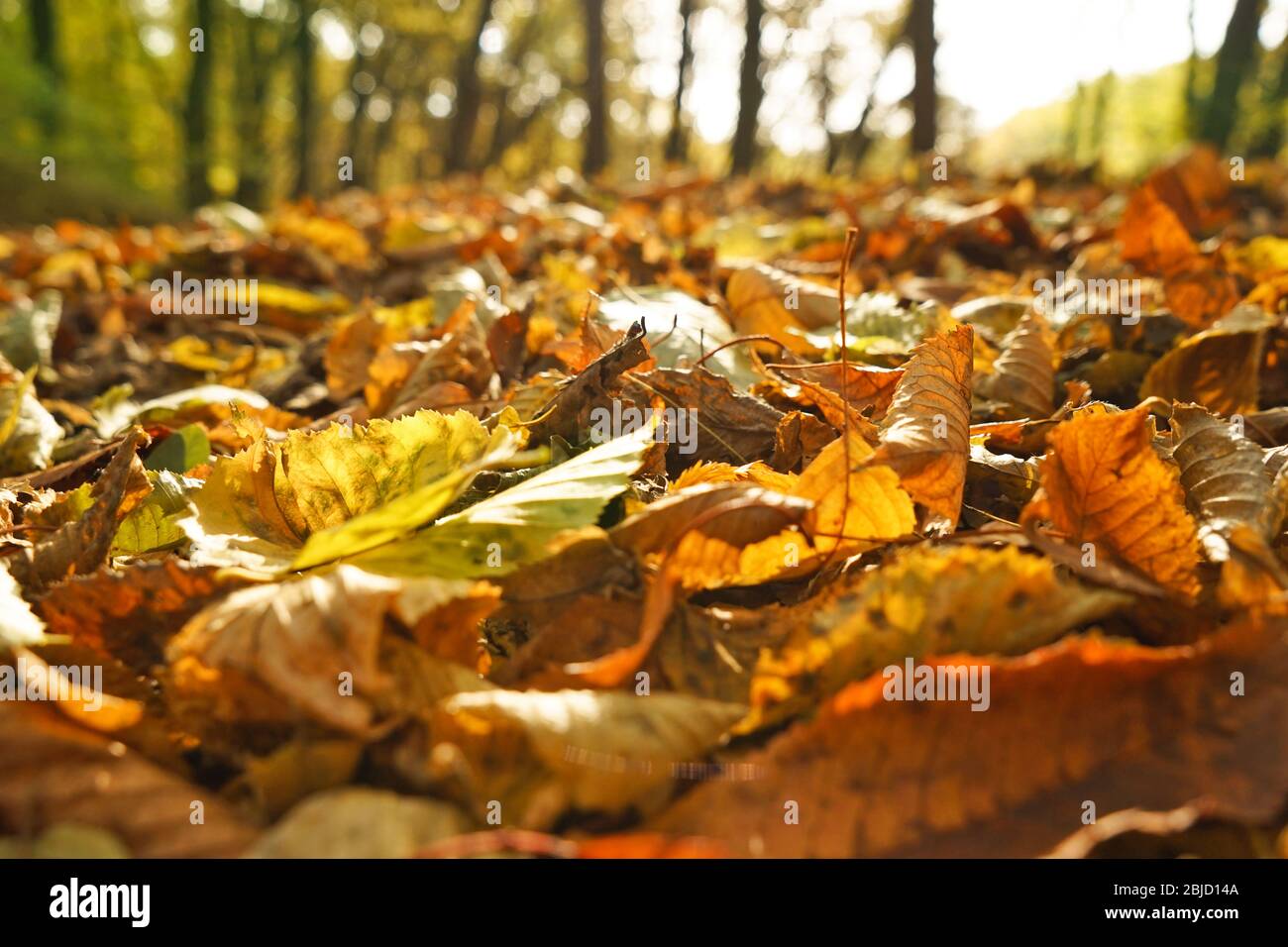 Close up view of fallen leaves in autumn park Stock Photo - Alamy