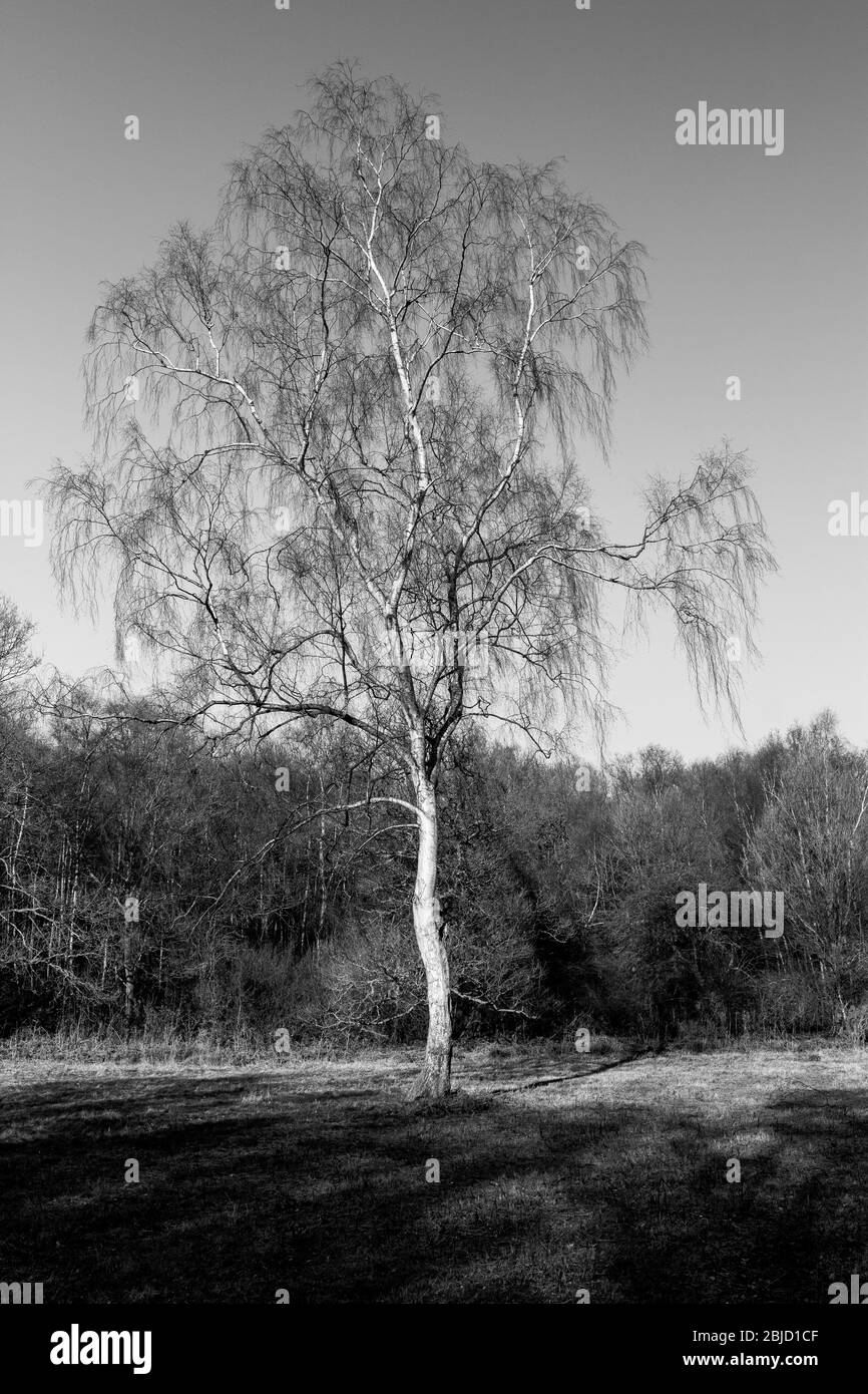 A portrait of a silver birch tree Stock Photo