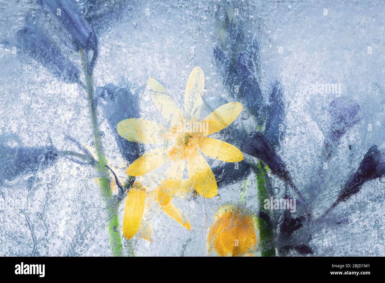 Frozen spring wildflowers - close up macro shoot Stock Photo