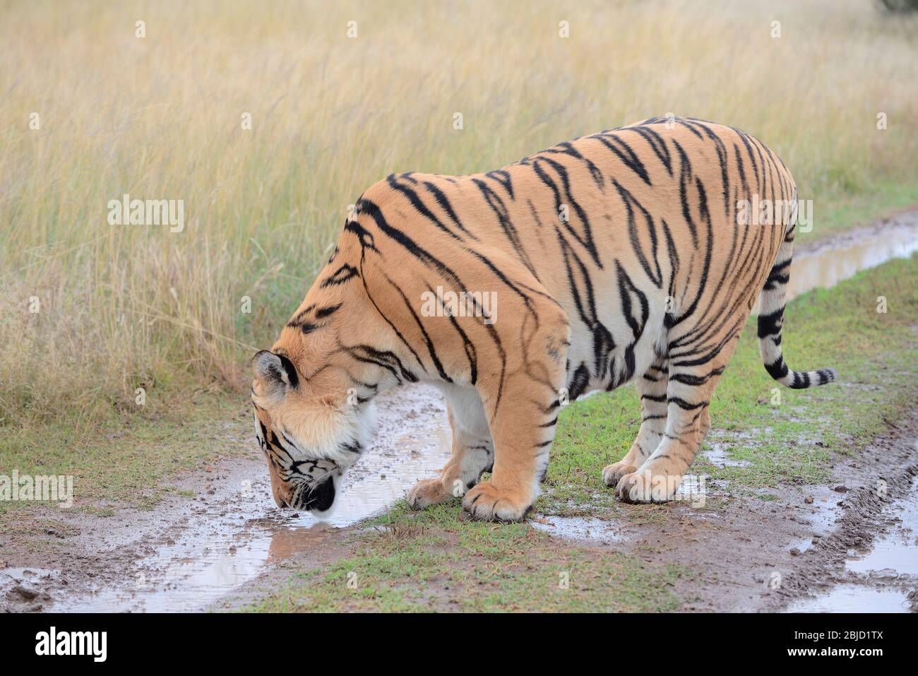 Bengal Tiger Food