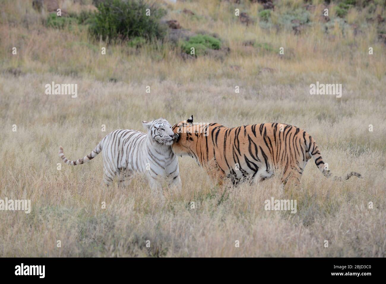 Bengal tiger (panthera tigris) pair hires stock photography and images