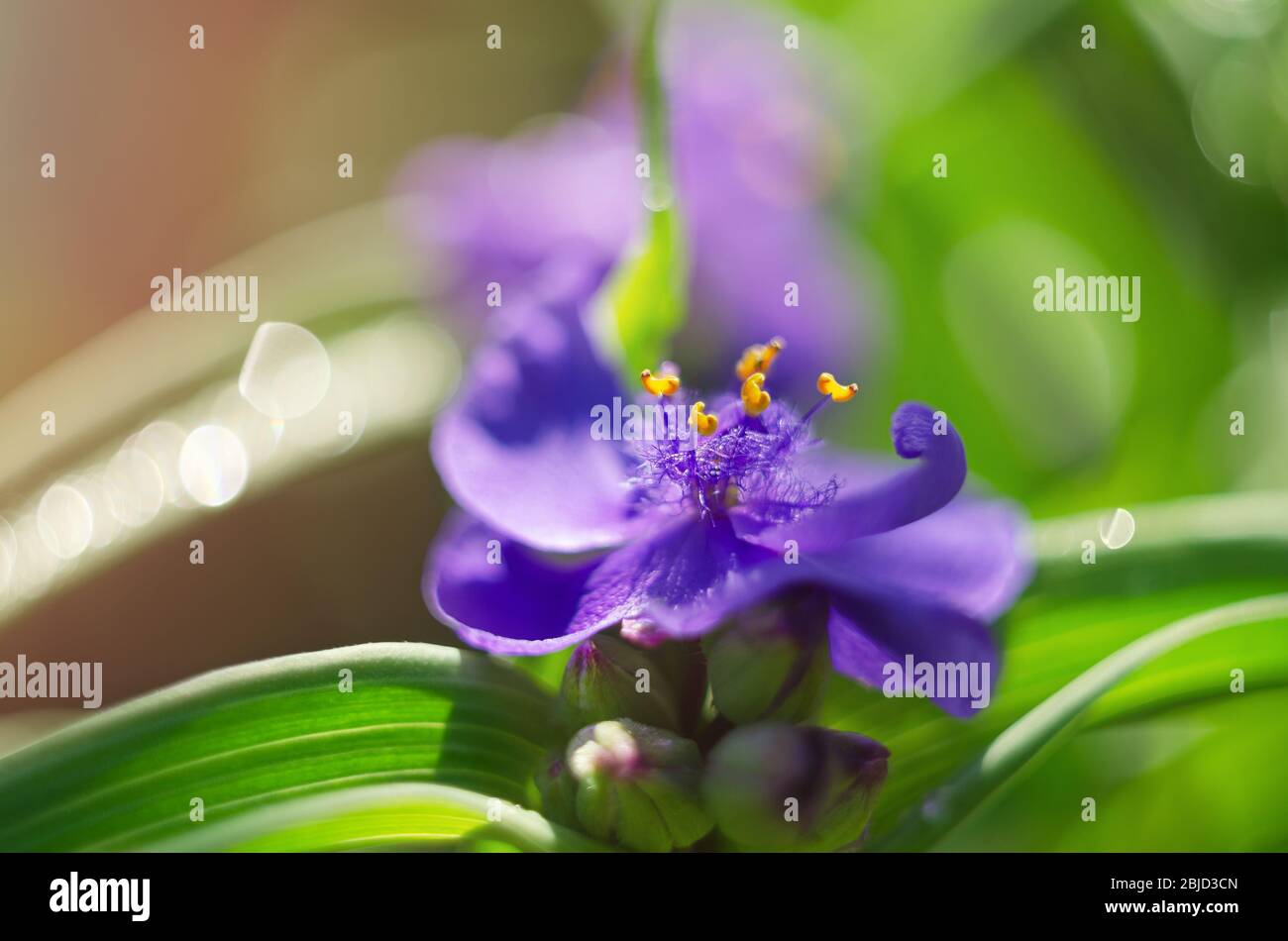 Flower of tradescantia close-up. Soft selective focus Stock Photo