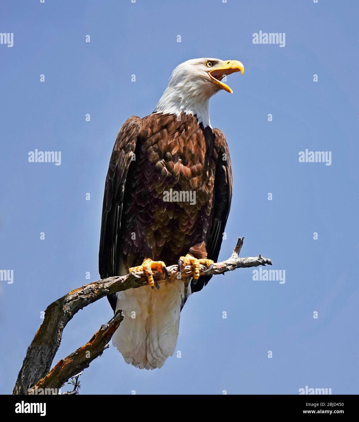 Portrait of an American Bald Eagle, perched in a black walnut tree searching the landscape below for anything resembling dinner, along the John Day Ri Stock Photo