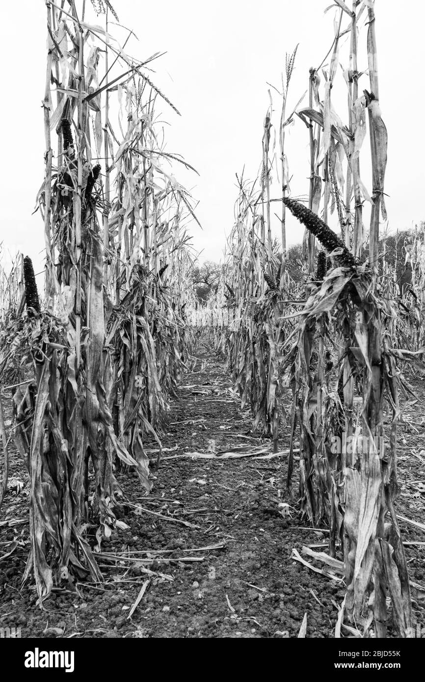 A view of a dry cornfield Stock Photo Alamy
