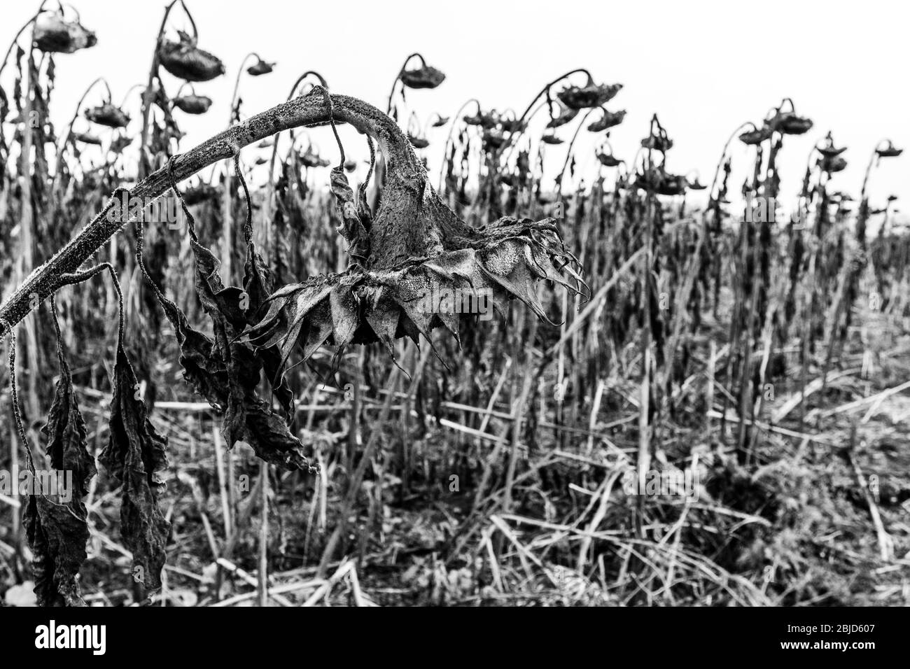 A dried sunflower field in autumn Stock Photo