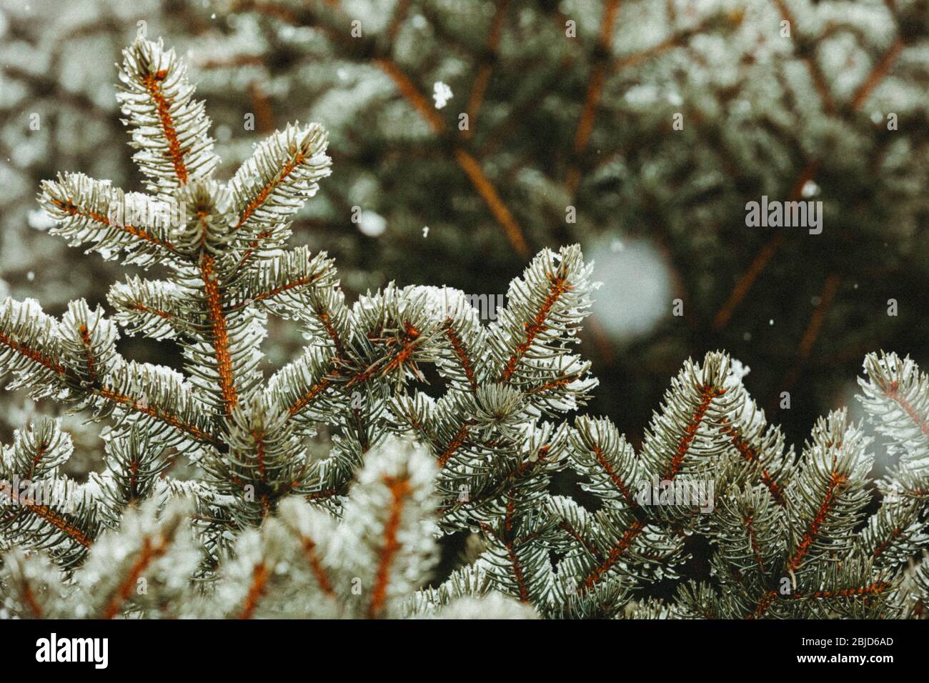 blue spruce branches in and out of focus during a spring snowstorm Stock Photo