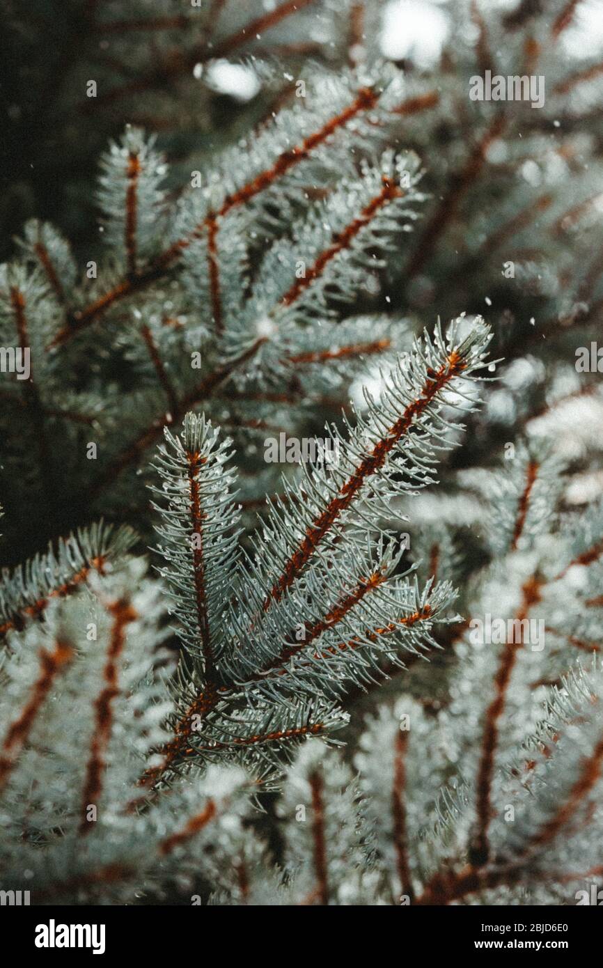 orange branches and teal blue needles of a colorado blue spruce tree Stock Photo