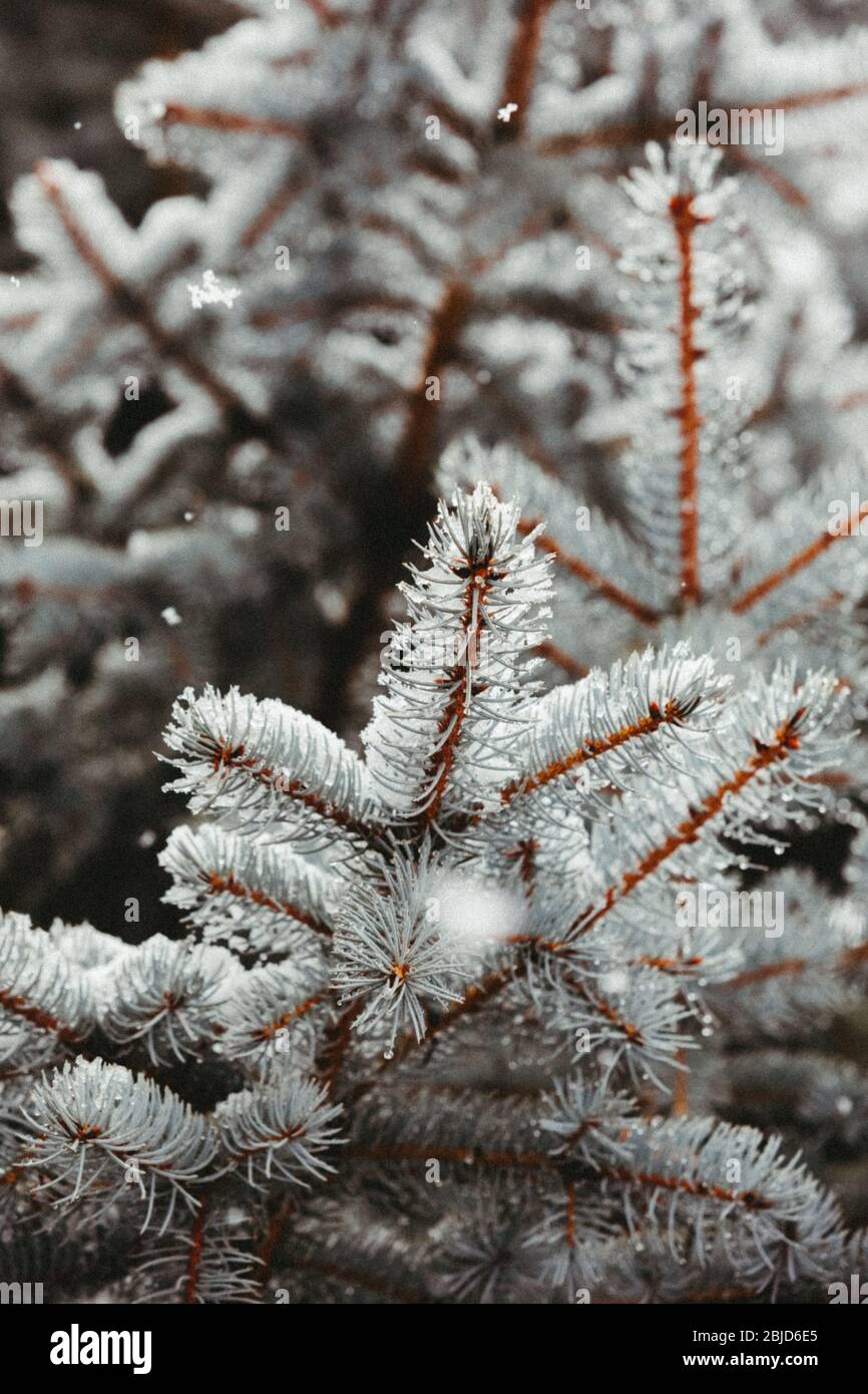 close up of blue spruce branch and needles during a snowstorm Stock Photo
