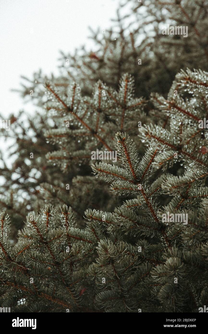 undercarriage of a blue spruce tree looking up at rainy skies Stock Photo