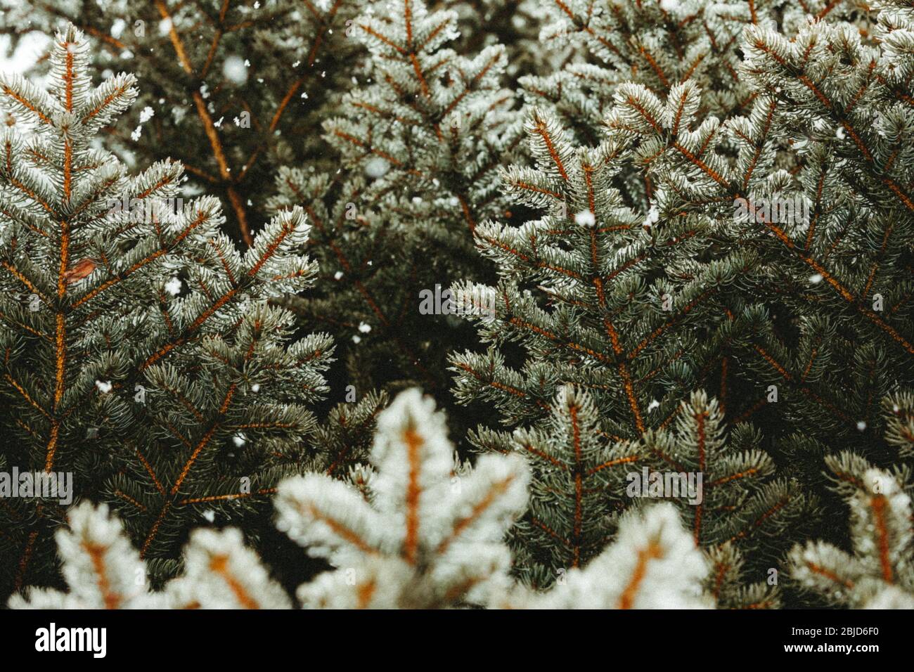snowy colorado blue spruce branches during a spring snowstorm Stock Photo