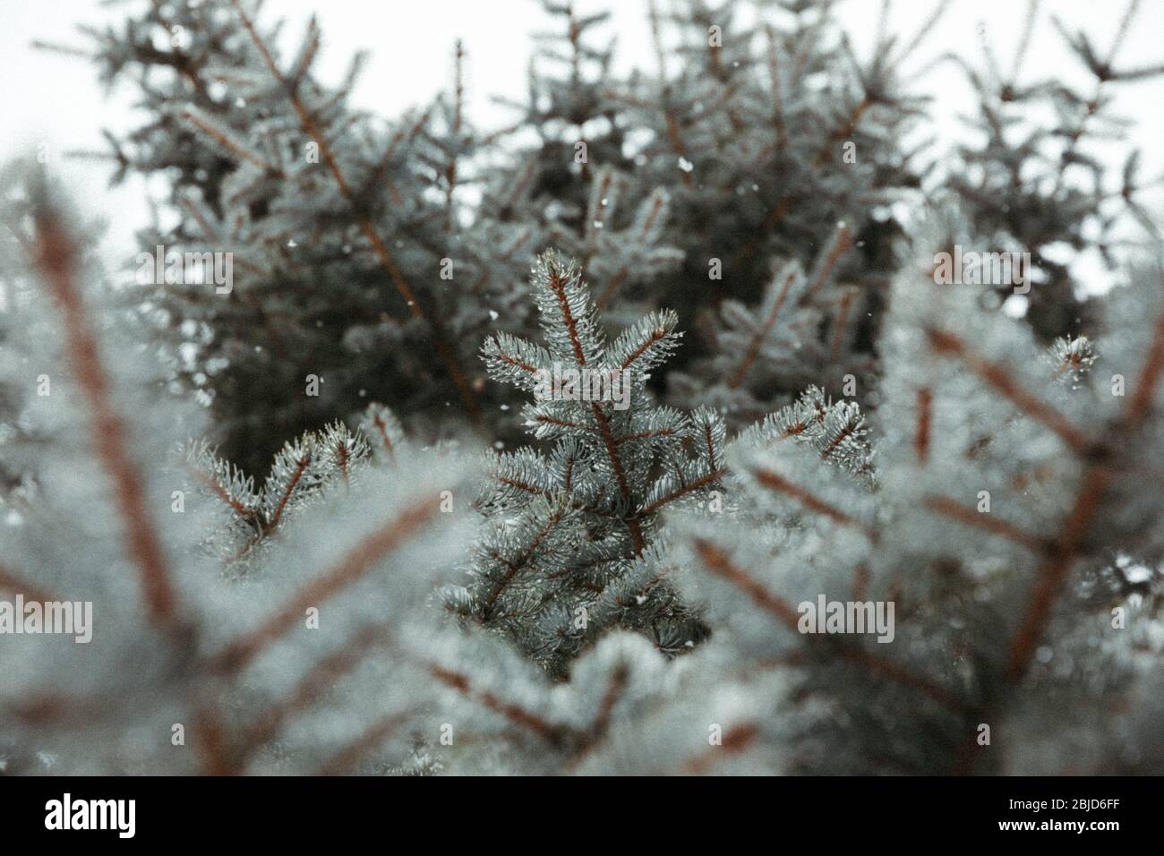 looking up at wet and snowy blue spruce branches during winter storm Stock Photo