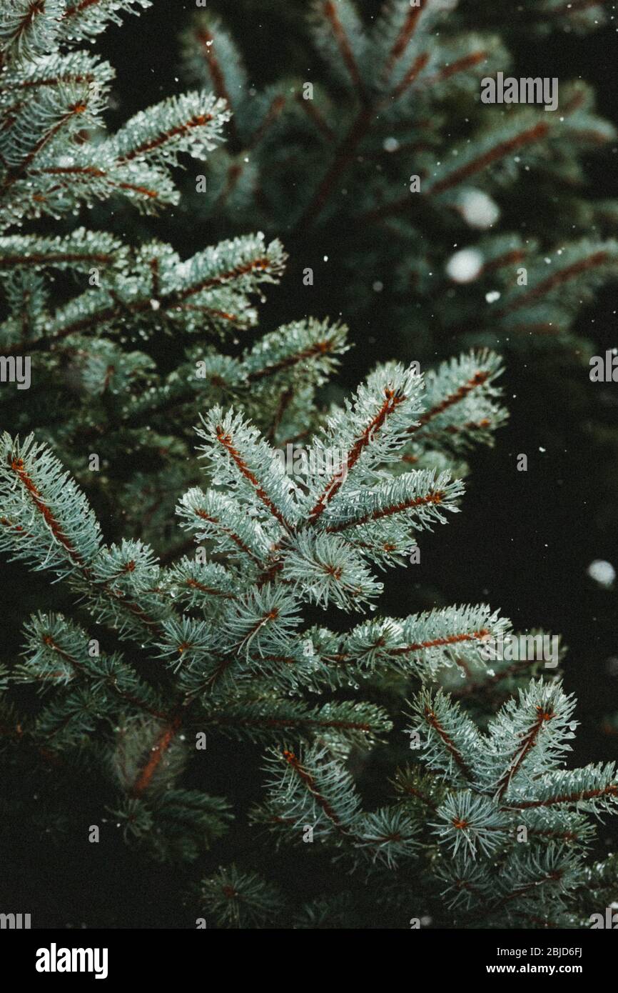 falling snow and wet branches of a colorado blue spruce tree Stock Photo