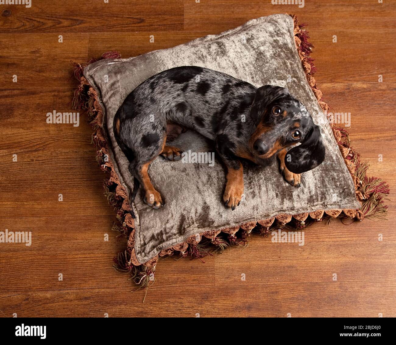 Handsome dappled dachshund looks up from a vintage silver pillow on the hard wood floor and makes eye contact with the camera Stock Photo