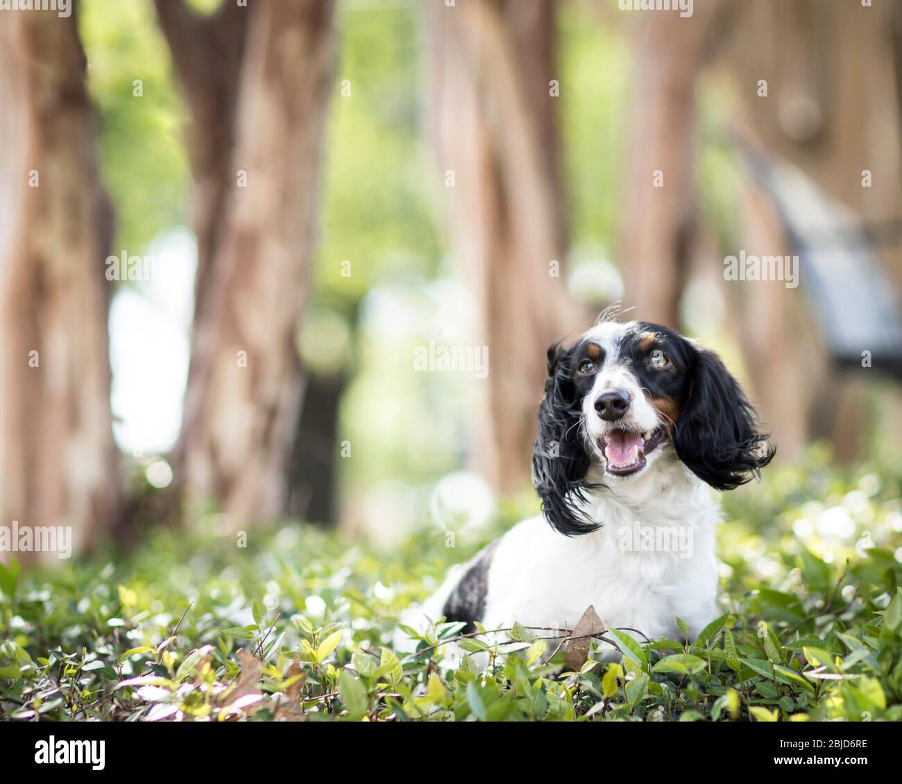 A Black Long Haired Dachshund High Resolution Stock Photography and Images  - Alamy
