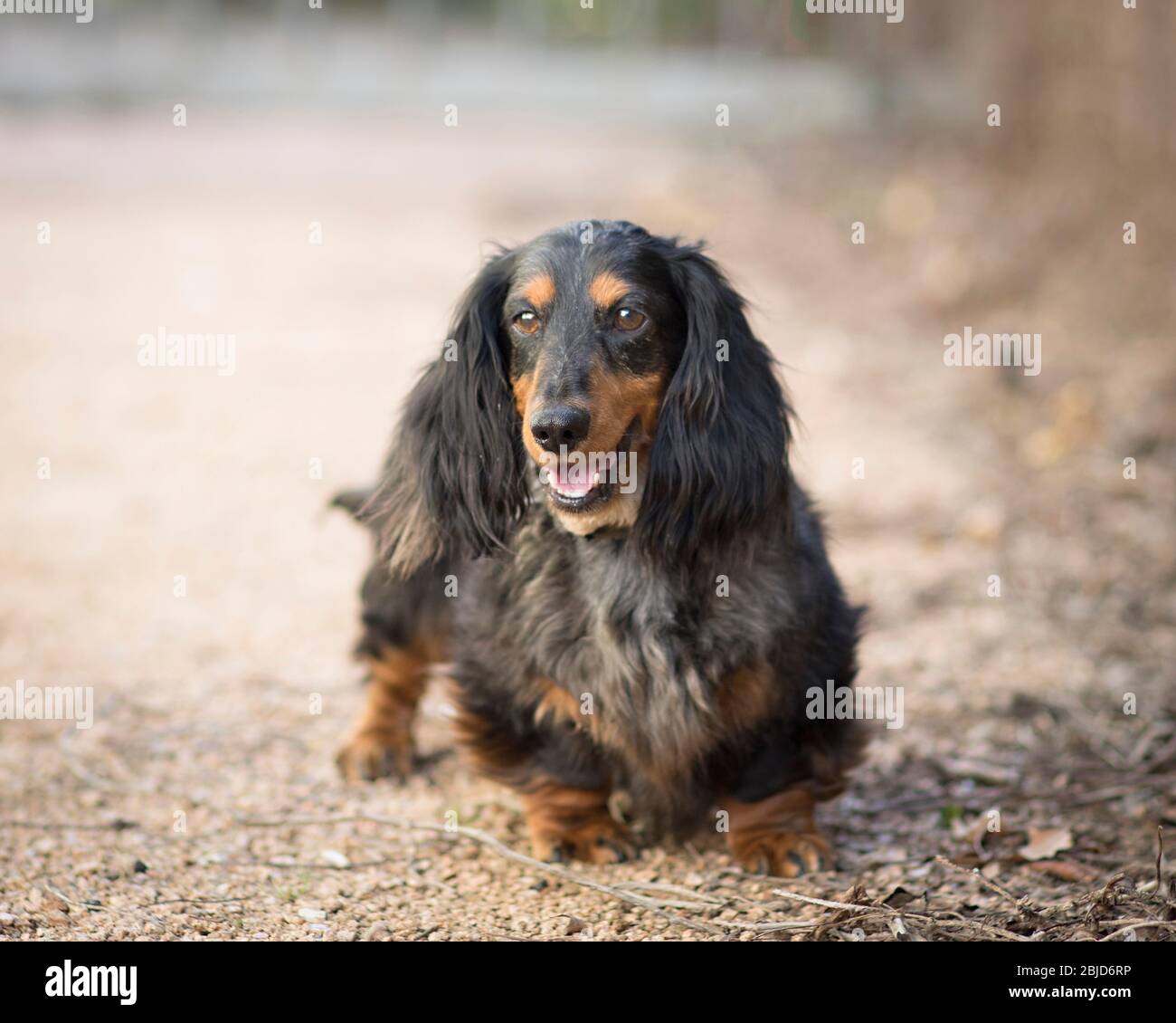 Older senior dachshund with long hair and a smiling face stands on the gravel path in the garden wagging his tail with an open mouth Stock Photo