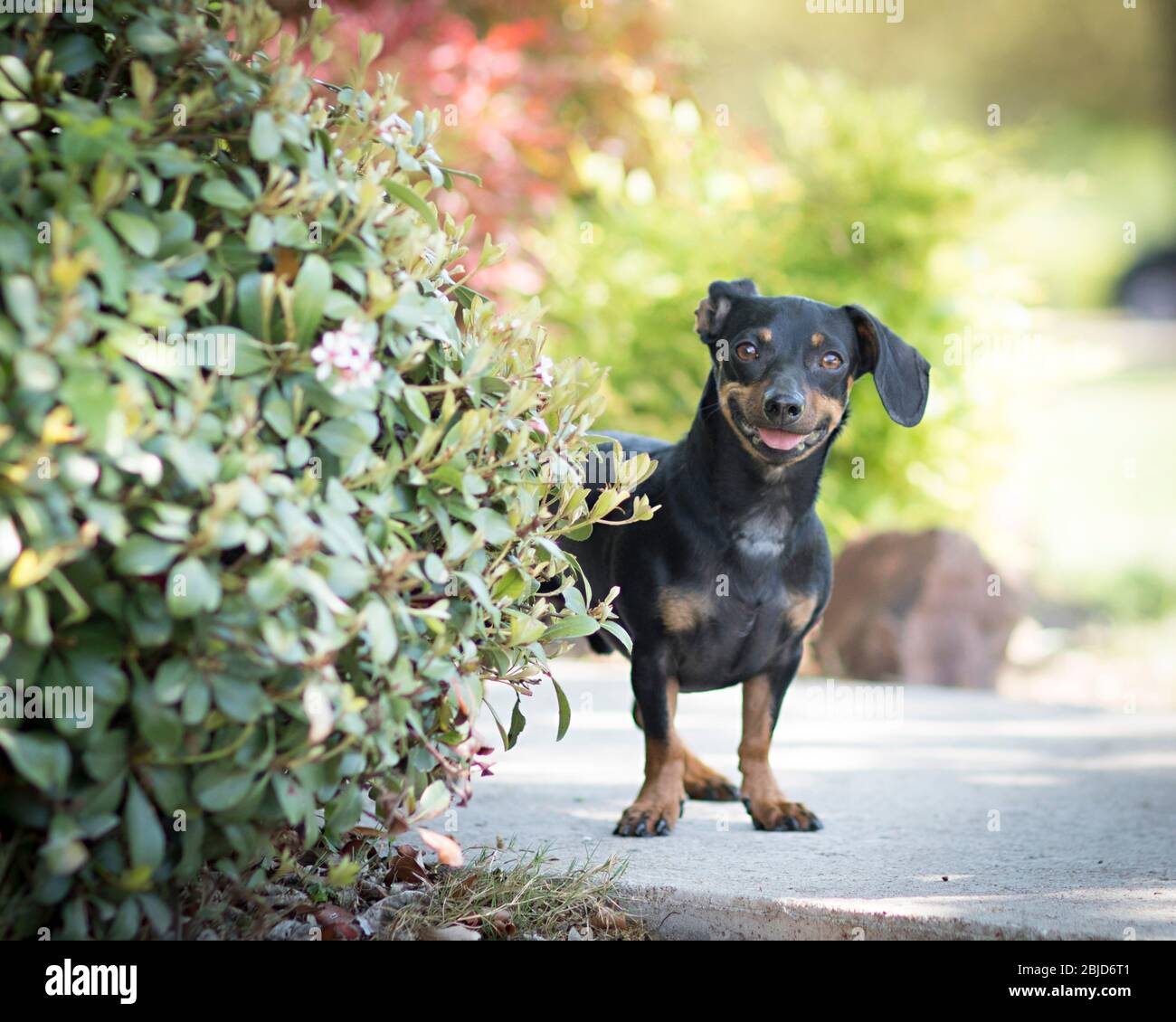 Silly smiling dachshund dog with floppy ear peeks around the shrubs and makes eye contact outdoors in the garden Stock Photo