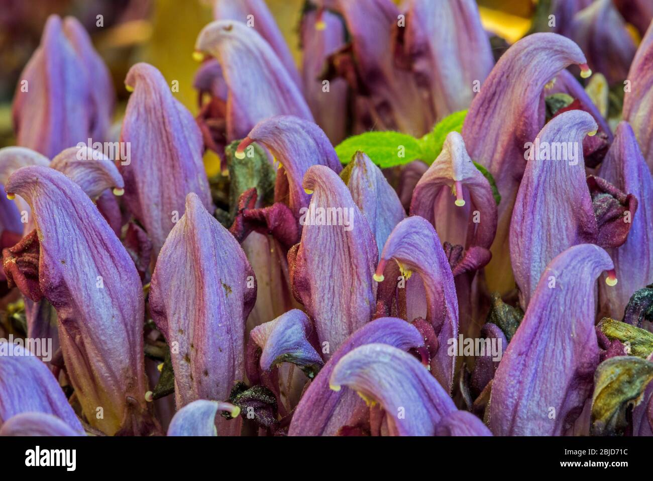 Purple toothwort / clandestine (Lathraea clandestina) in flower in spring Stock Photo